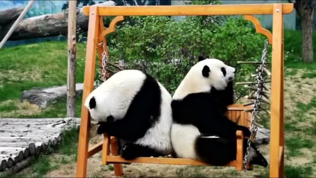 怪不得熊猫的名字叫团团圆圆呢不管在干什么都是一个球状太可爱了