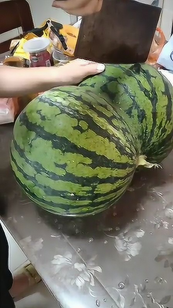 大屁股西瓜开瓜啦