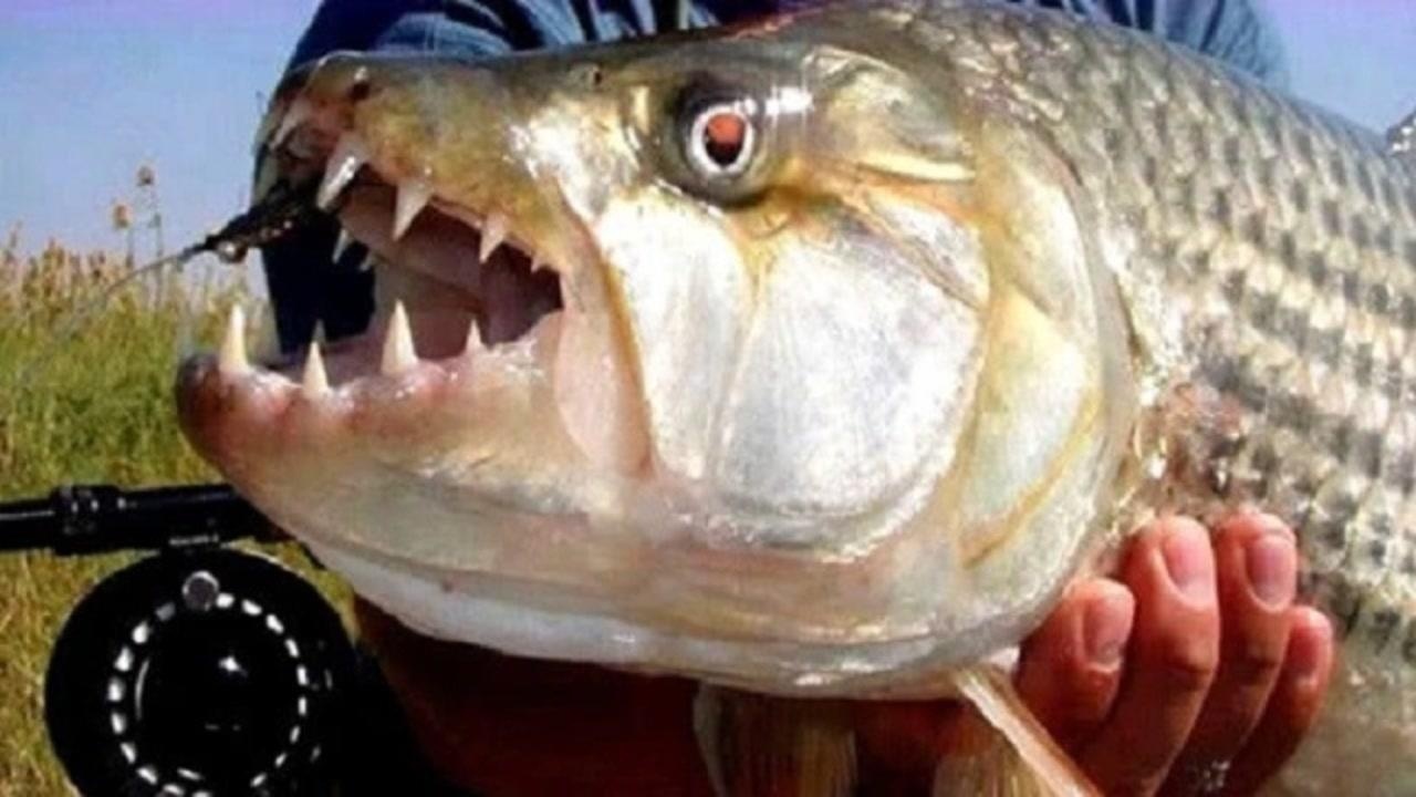 小伙把食人鱼饿了7天扔了条清道夫进去下一秒画面失控