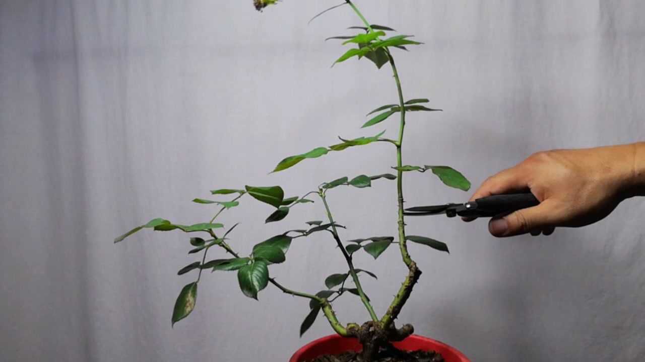 月季花夏季,如何修剪,施肥?简单,易学