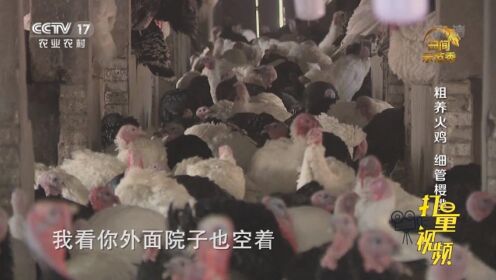 粗养火鸡：专家解决火鸡不长肉的问题|央视网