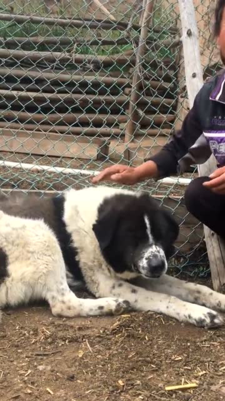 太行山地區的太行犬三千年前就有該種犬現在該犬種的純種犬已經很稀少