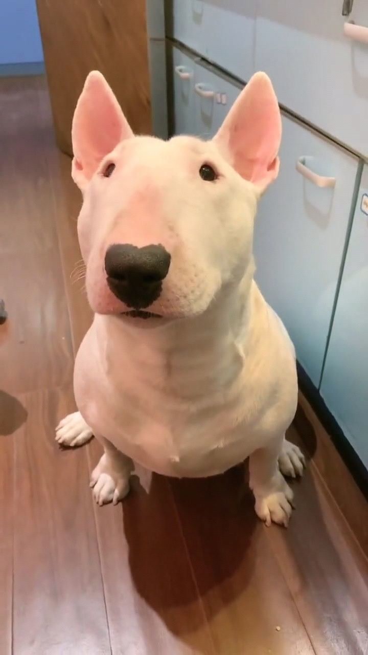 牛头梗这鼻子都是爱心形状的猛一看还像明星呢