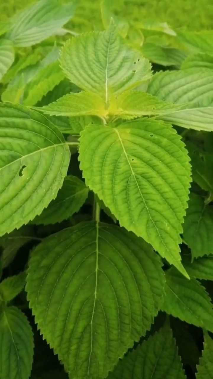 科普一下四种紫苏第一青紫苏第二单面紫第三双面紫第四卷叶紫