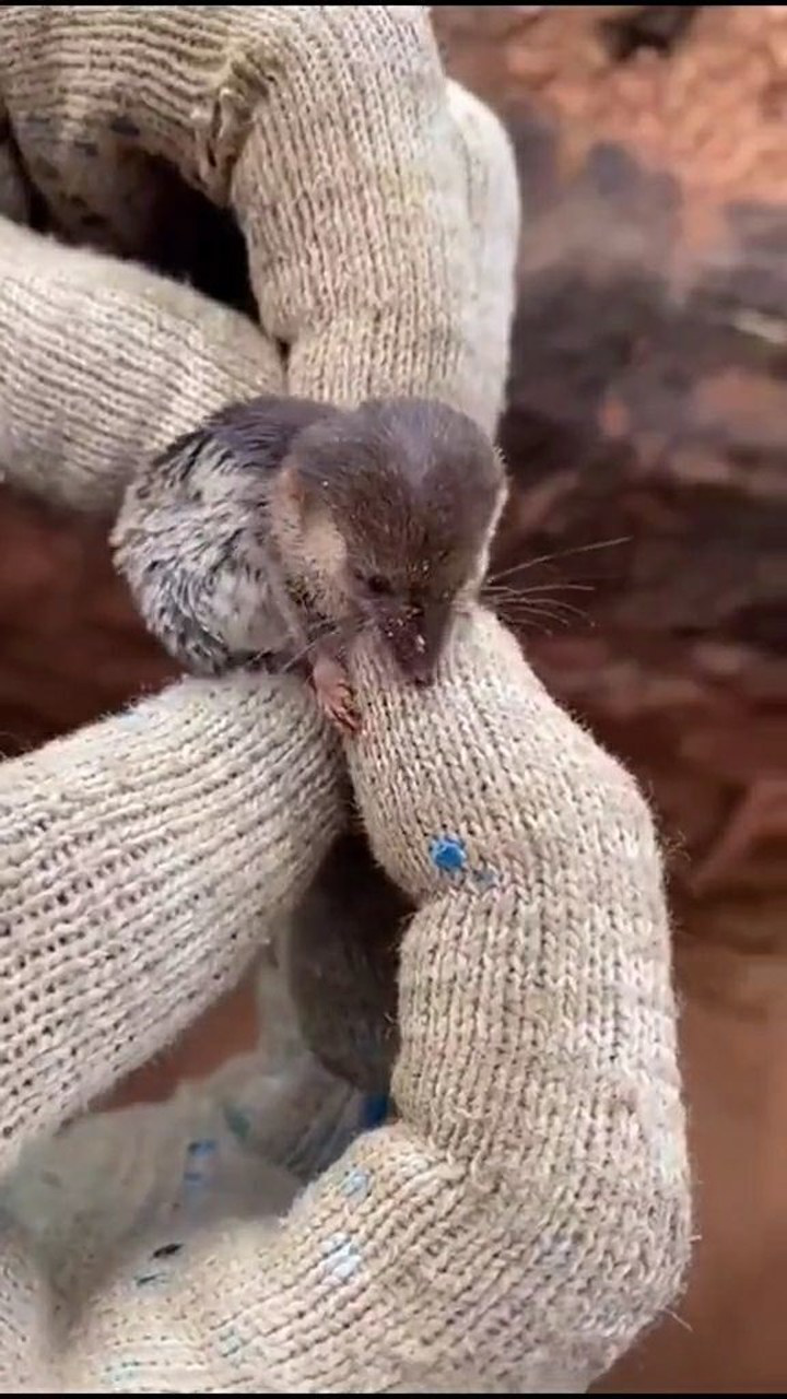 发现一只老鼠落在水沟里救它上来后原来是一只小鼩鼱长鼻子真可爱