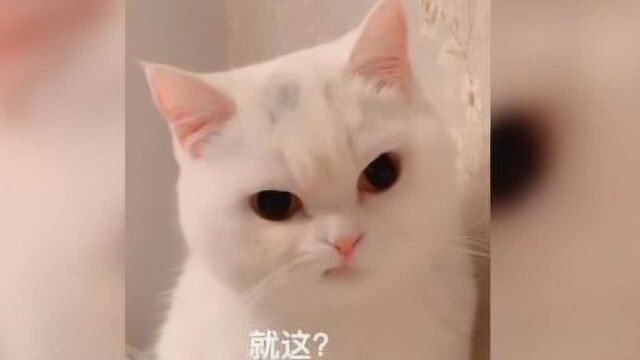 行走的表情包!猫咪天生一副“拽”样走红网络 主人拆台:少颗牙