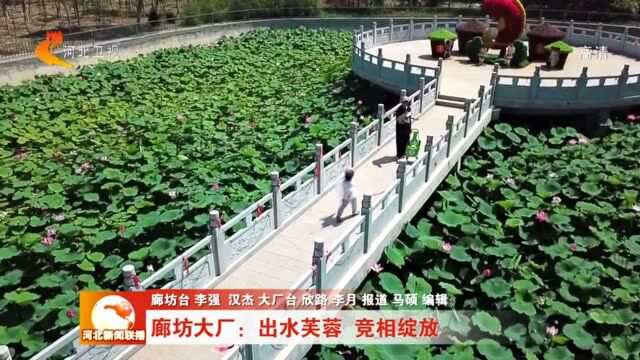 【京畿福地 乐享河北】廊坊大厂:出水芙蓉 竞相绽放