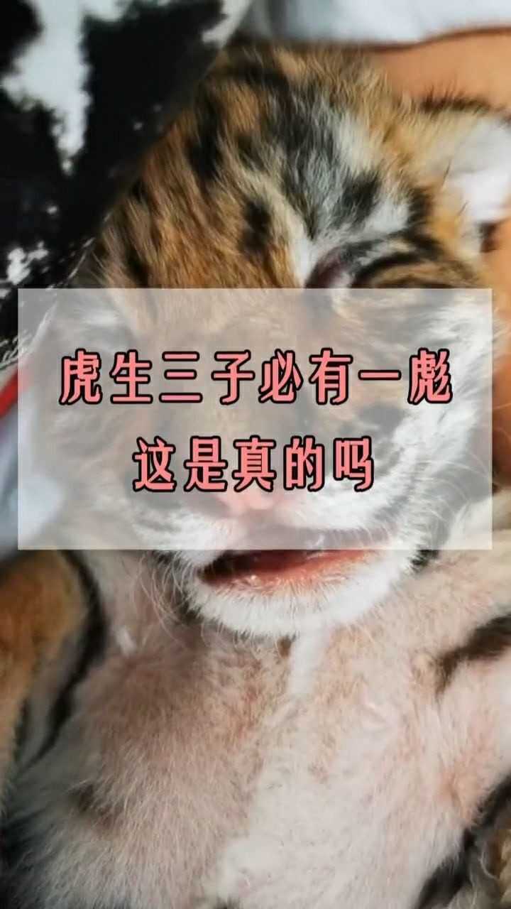 虎生三子必有一彪