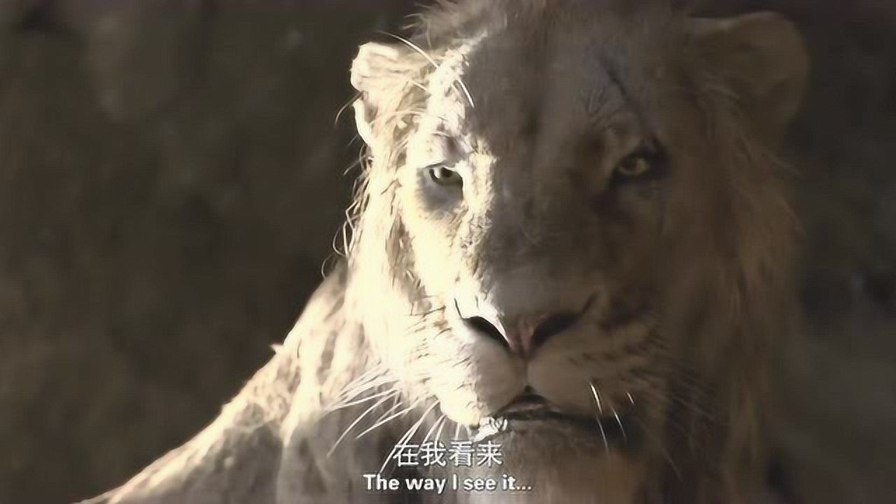 狮子刀疤纪录片图片