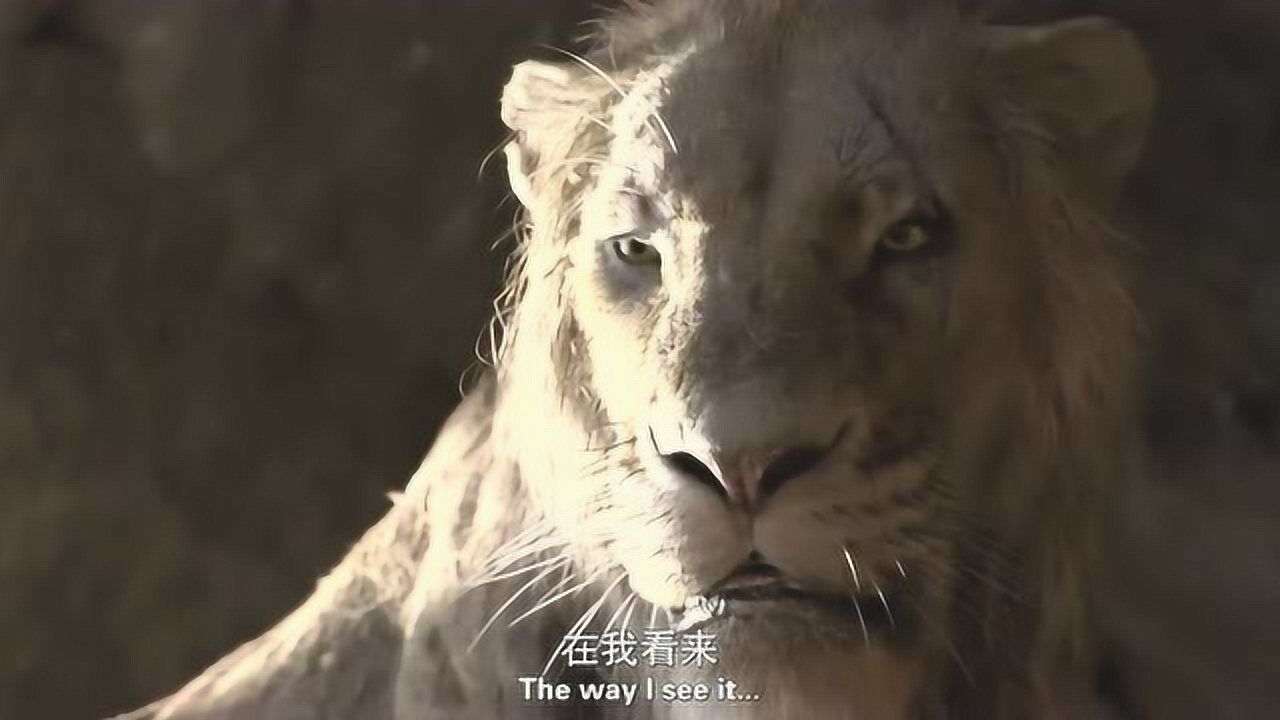 狮子王刀疤欲吃老鼠却被沙祖打扰了
