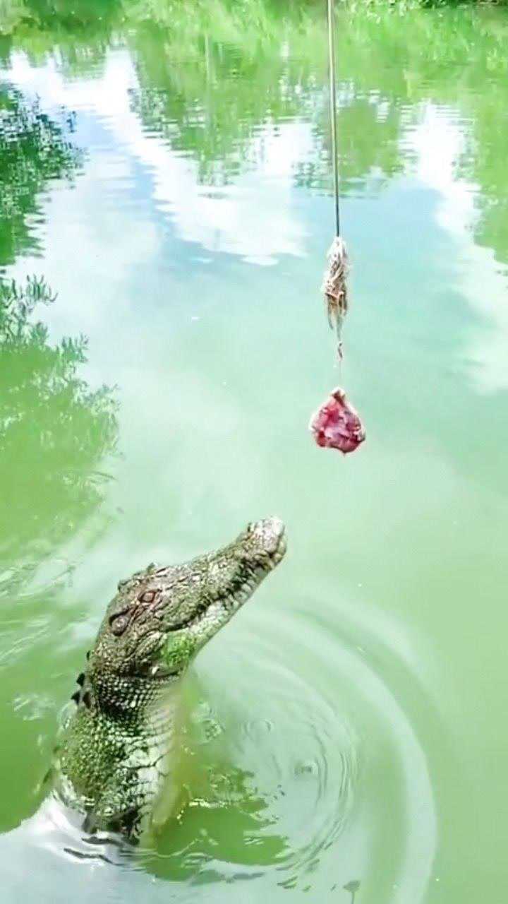 鳄鱼湖水猛兽,阿毛不愧是阿毛百万巨鳄