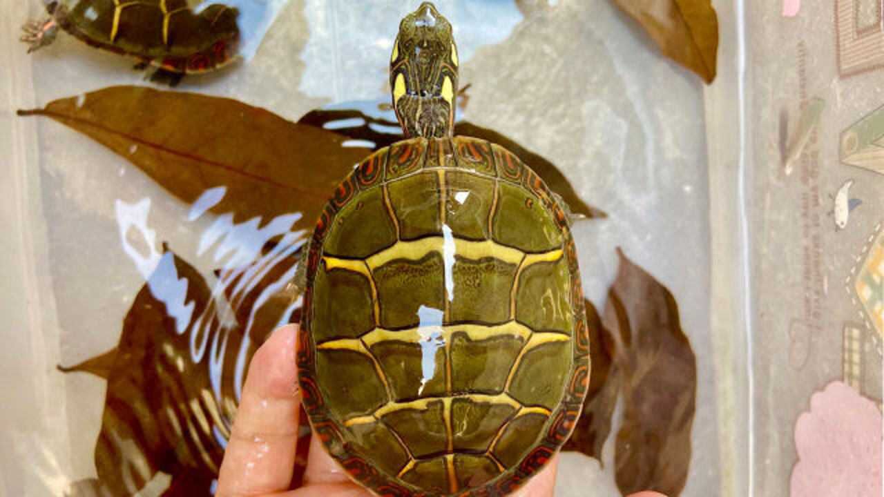 一次开箱3只大东锦龟这背甲花纹好特别真漂亮啊