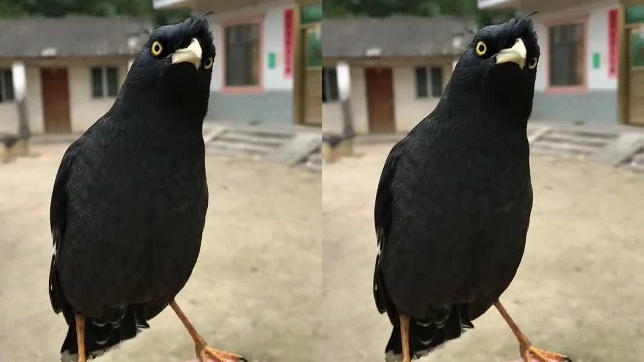 八哥学说话看它眼睛变化就知道有没有在学