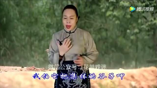 花鼓戏《蔡九哥莫逗耍》贺玲演唱!