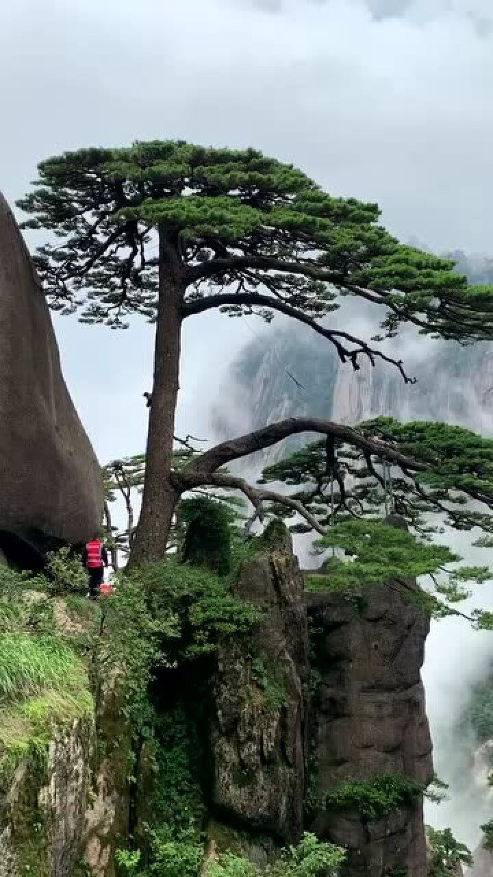 美如画的迎客松,一品黄山,天高云淡!