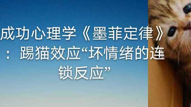 成功心理学《墨菲定律》:踢猫效应“坏情绪会传染,但也可以被管理”