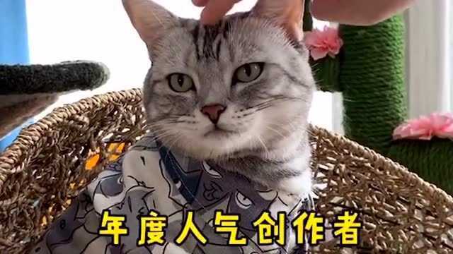 这么好看的猫,安生何时才能出道?带着大家的努力冲呀