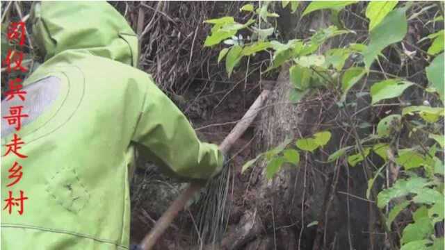 兵哥实拍师傅挖土蜂全过程,凶猛的虎头蜂隔着手套蜇了兵哥一箭