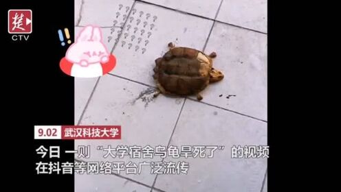 武汉大学生时隔8个月返校，养在宿舍的乌龟仅剩骨架