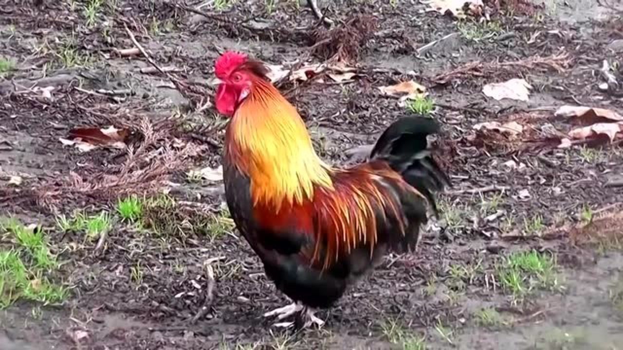 各种公鸡打鸣合集_高清