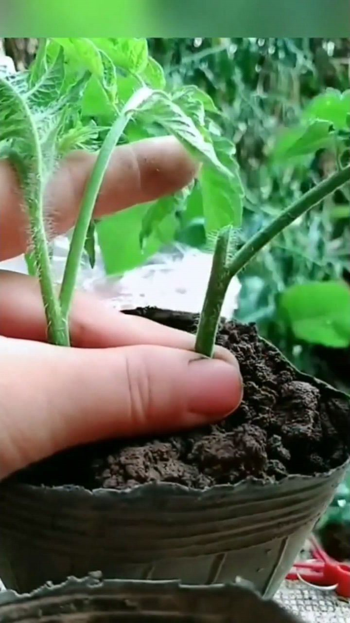 西红柿嫁接高手