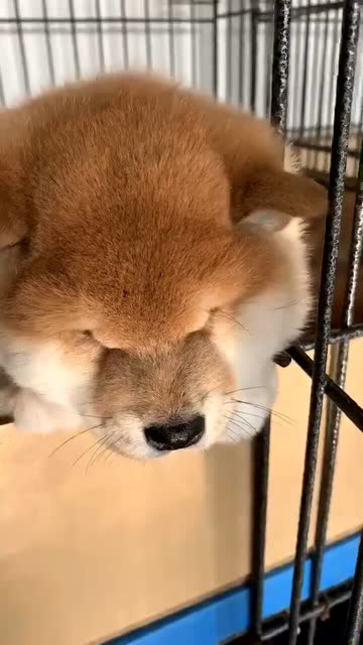 这个小肥柴你是不是该减肥了