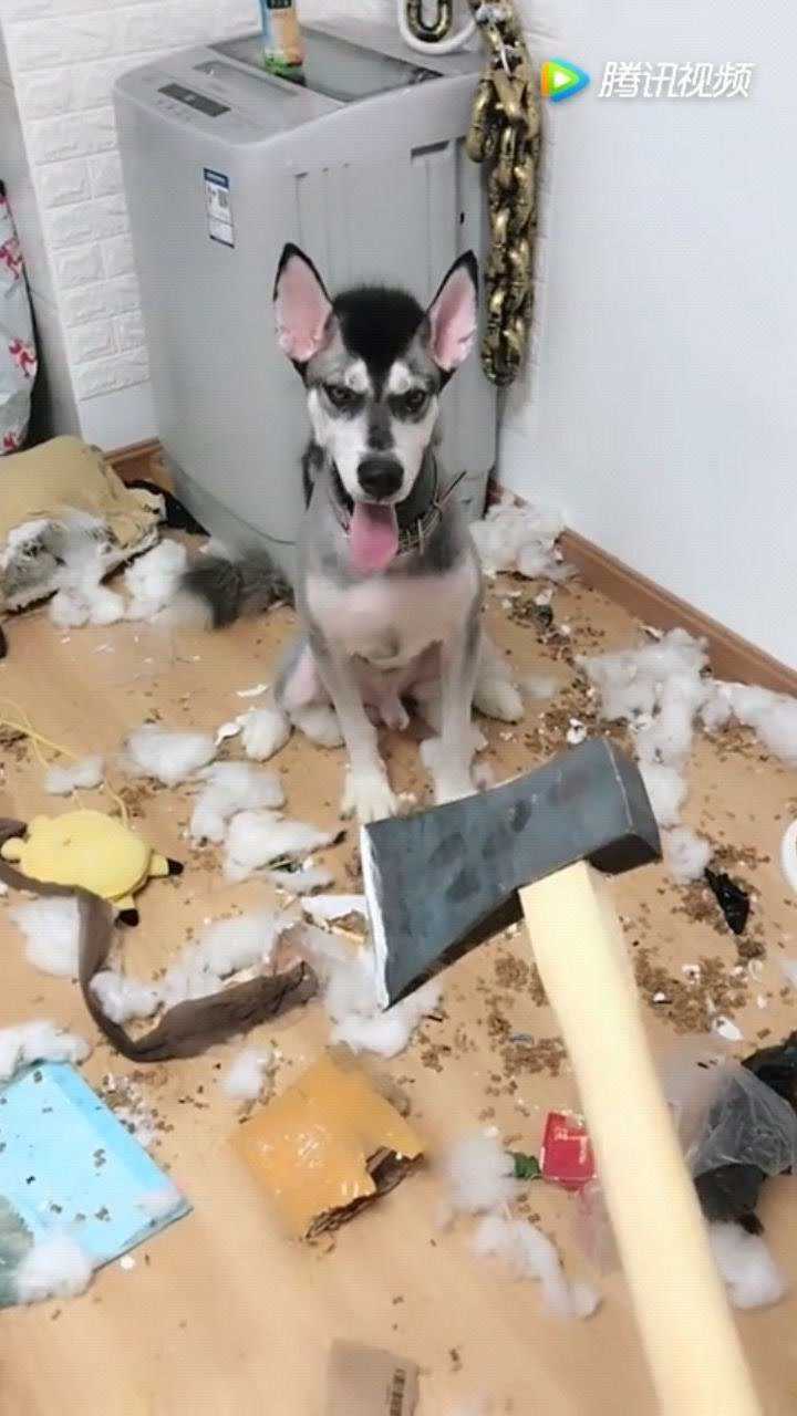 阿拉斯加犬把家拆的一片狼藉气得主人直接拿斧头去问候它