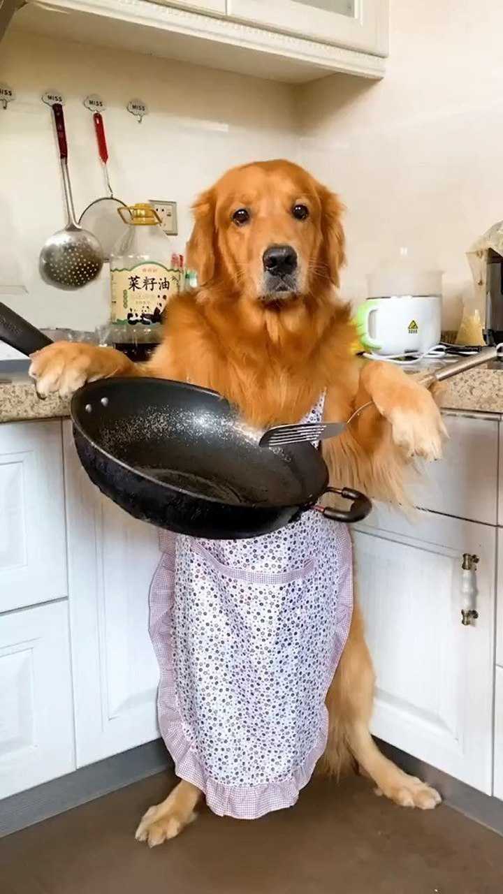 家里做饭没菜了狗子竟然自己去买菜