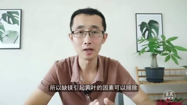 解决栀子花黄叶问题,只需抓住2个关键点,百试不爽