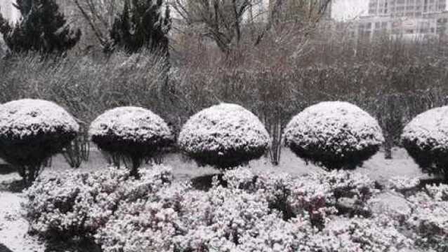 山东下大雪了,小卢为你拍的雪景雪松河边美景能给你带来另一心情