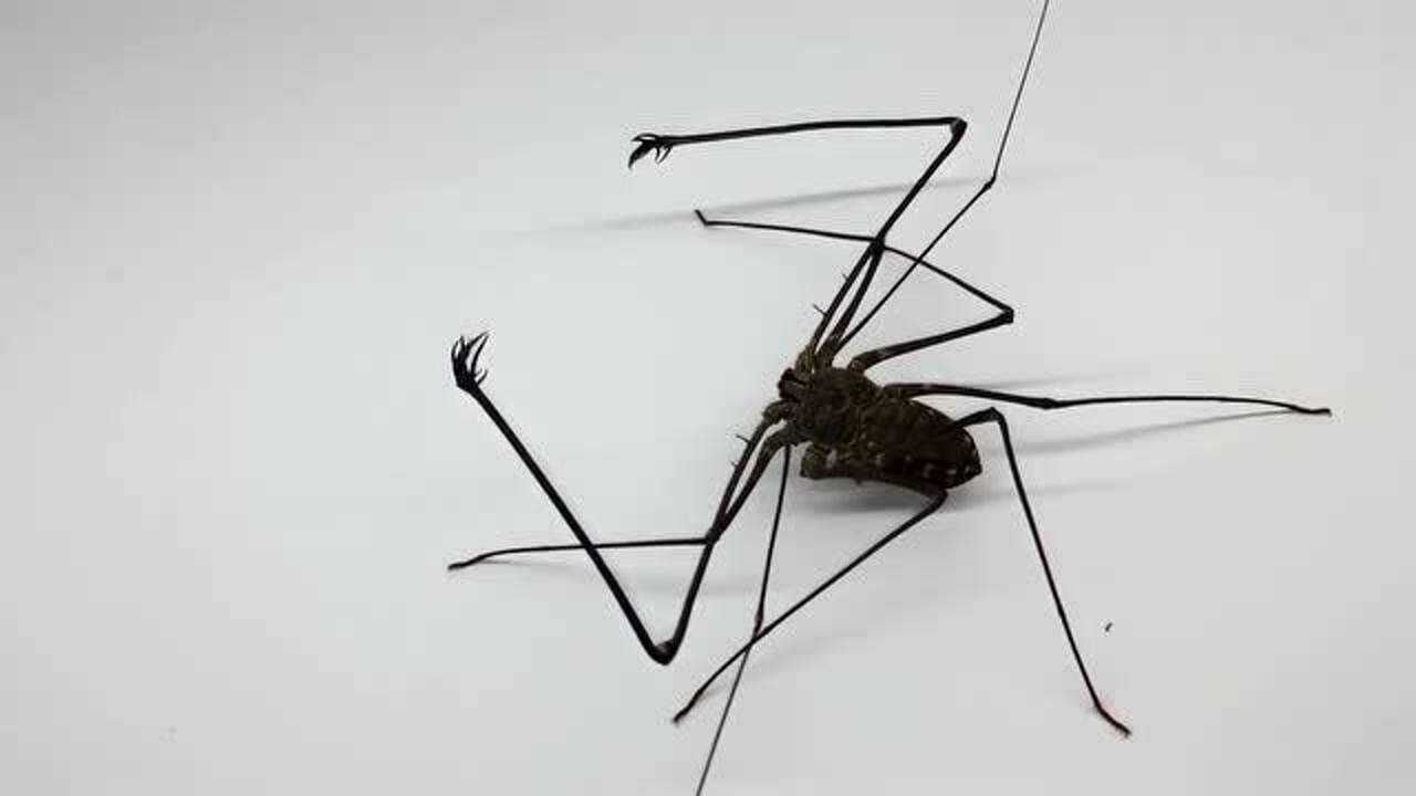 外星生物宠物鞭蛛遇到凶猛的螳螂