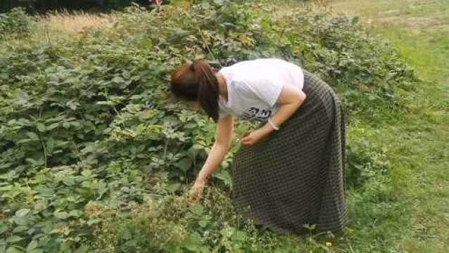 周末去伦敦小山丘,偶遇大片的野黑树莓,摘了3斤回来自制果酱