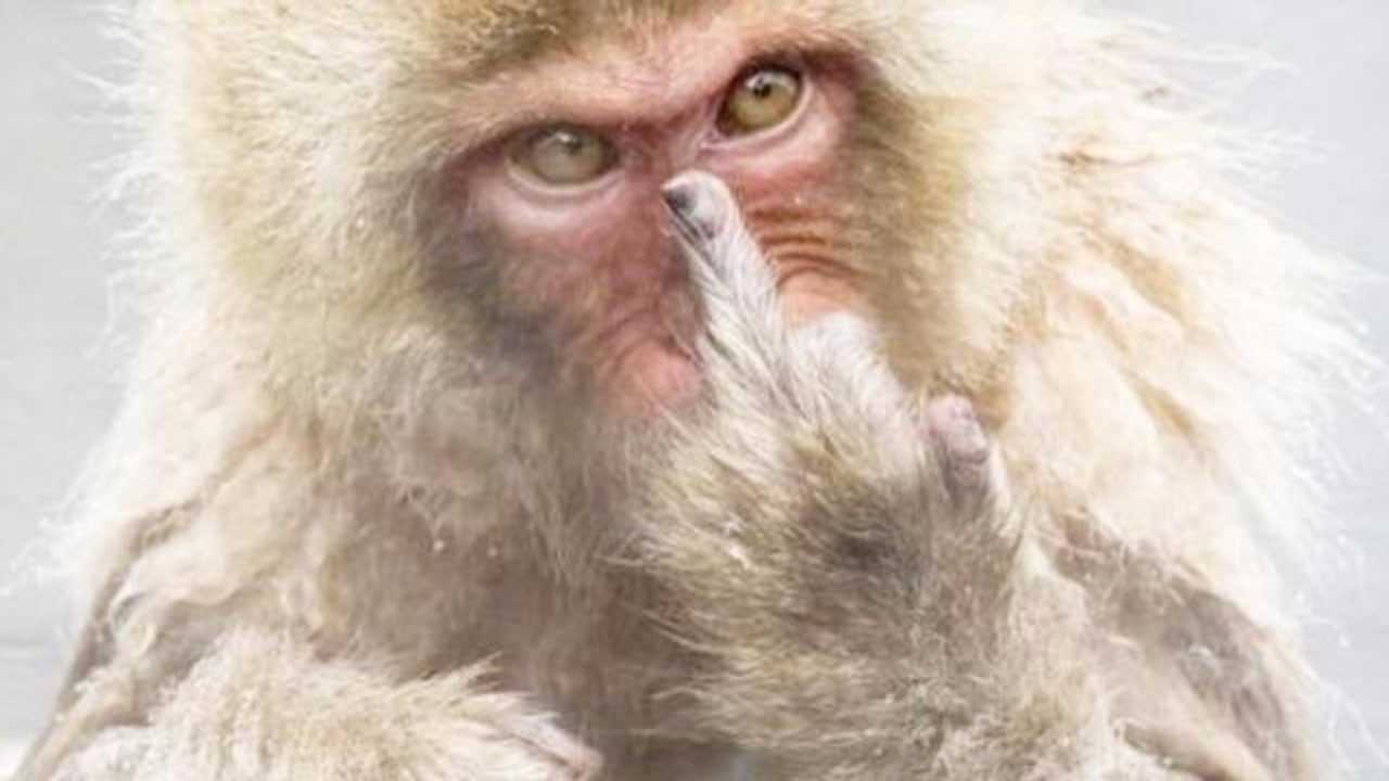 为什么要用竖中指骂人看完我都笑喷了