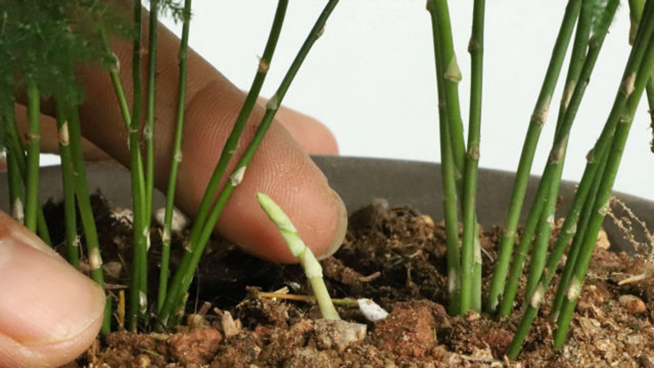 文竹还没长新芽?把握这几个方法,新芽很快呼呼冒!