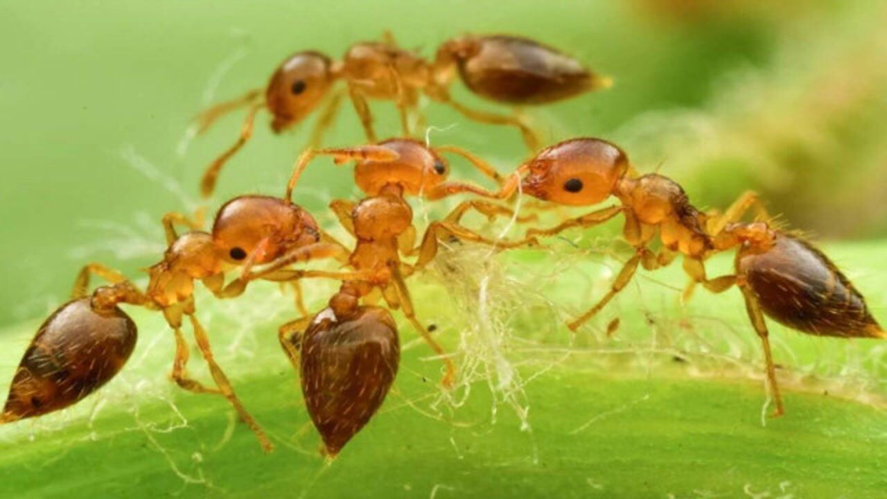 蚂蚁抱团逃生图片