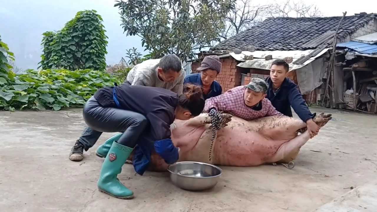 女村最牛的杀猪图片