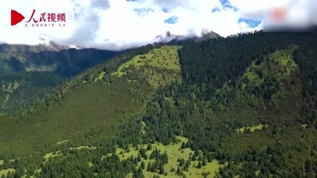 好美!西藏海拔3300米的高山牧场 依靠青山构建产业