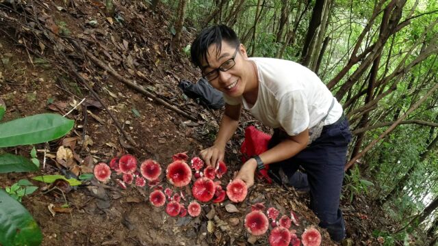 小伙上山捡1000元一斤的红茹,扒开树叶发现野货又大又红,发财了