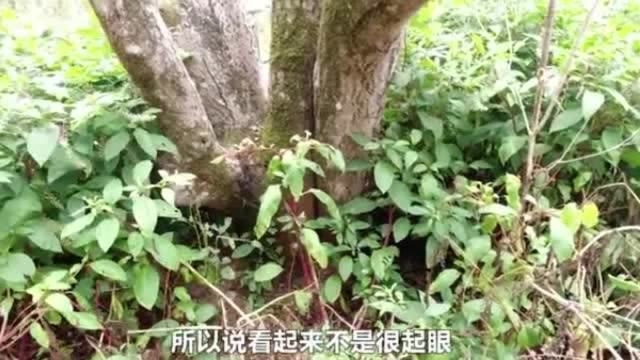 700年的桂花树,现在变成这样,看看到底发生了什么