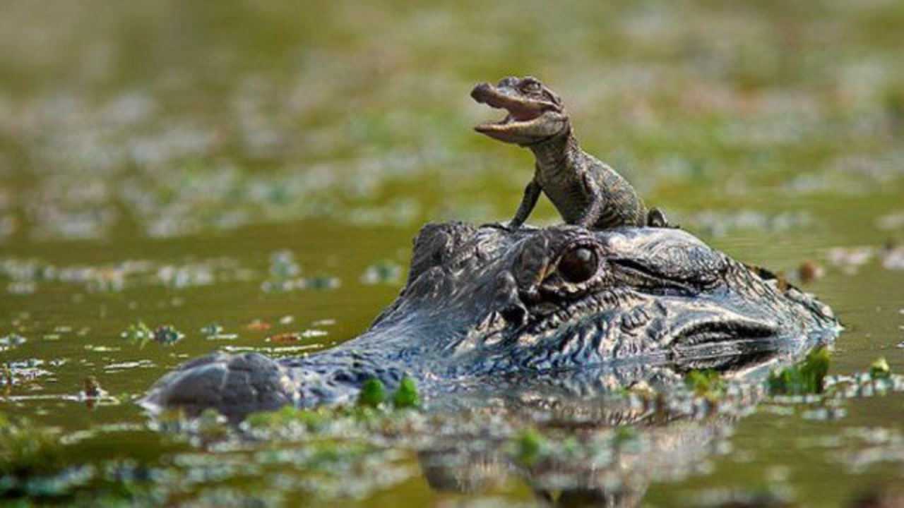 在母性本能的驱使下鳄鱼妈妈把孩子一个个衔下水