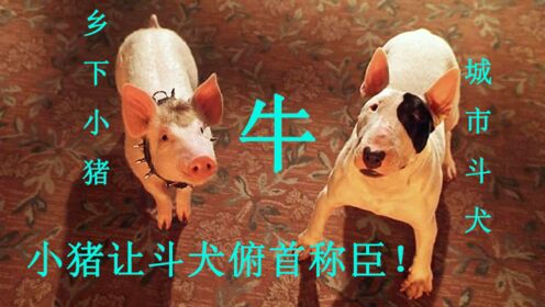 【啊锅】一部傻得可爱的电影，小猪被斗犬拥护，成为了动物领导者