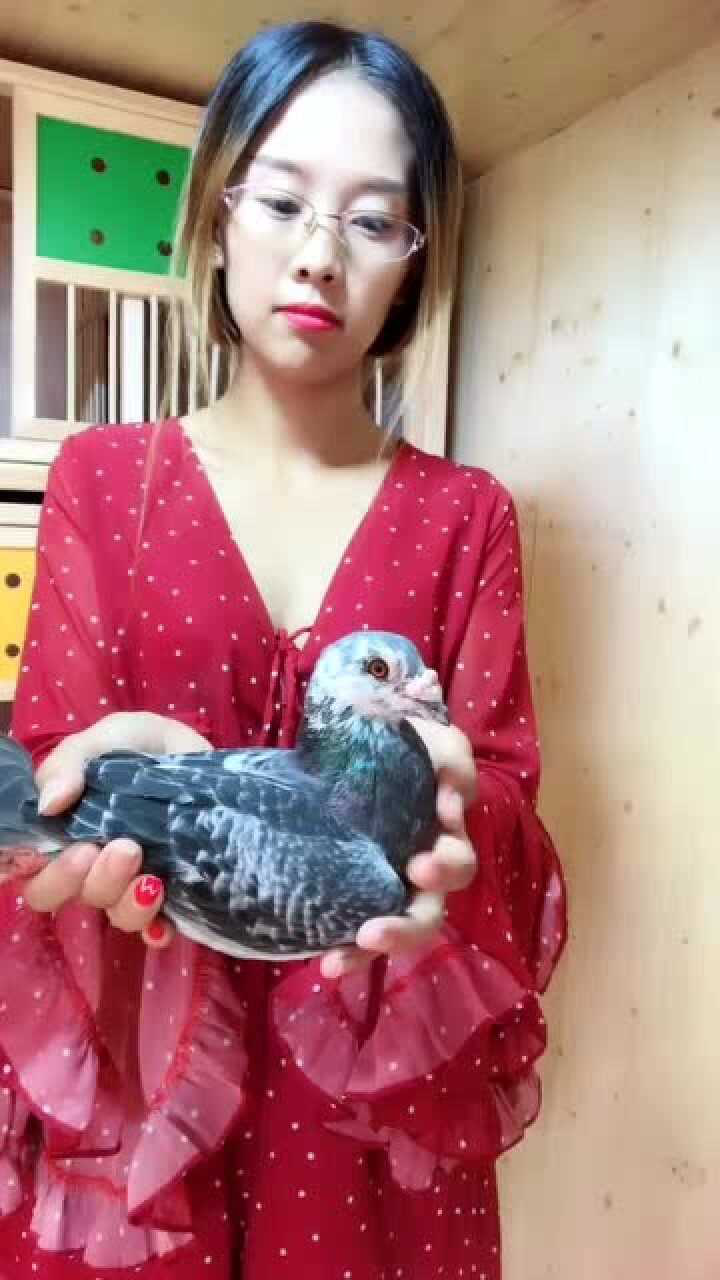小姐姐养了一只好漂亮的鸽子,毛色真心杠杠的,行家点评一下吧