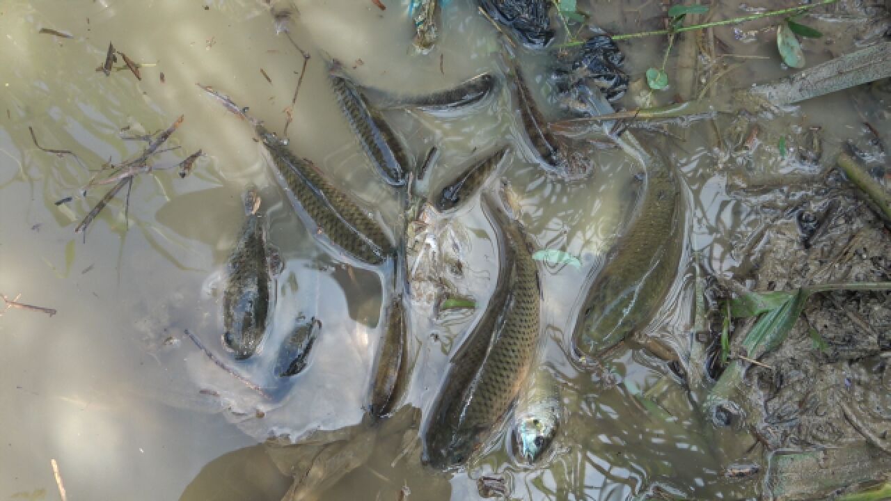 稻田放水抓鱼水沟里面的鱼排队等着被抓看着就过瘾