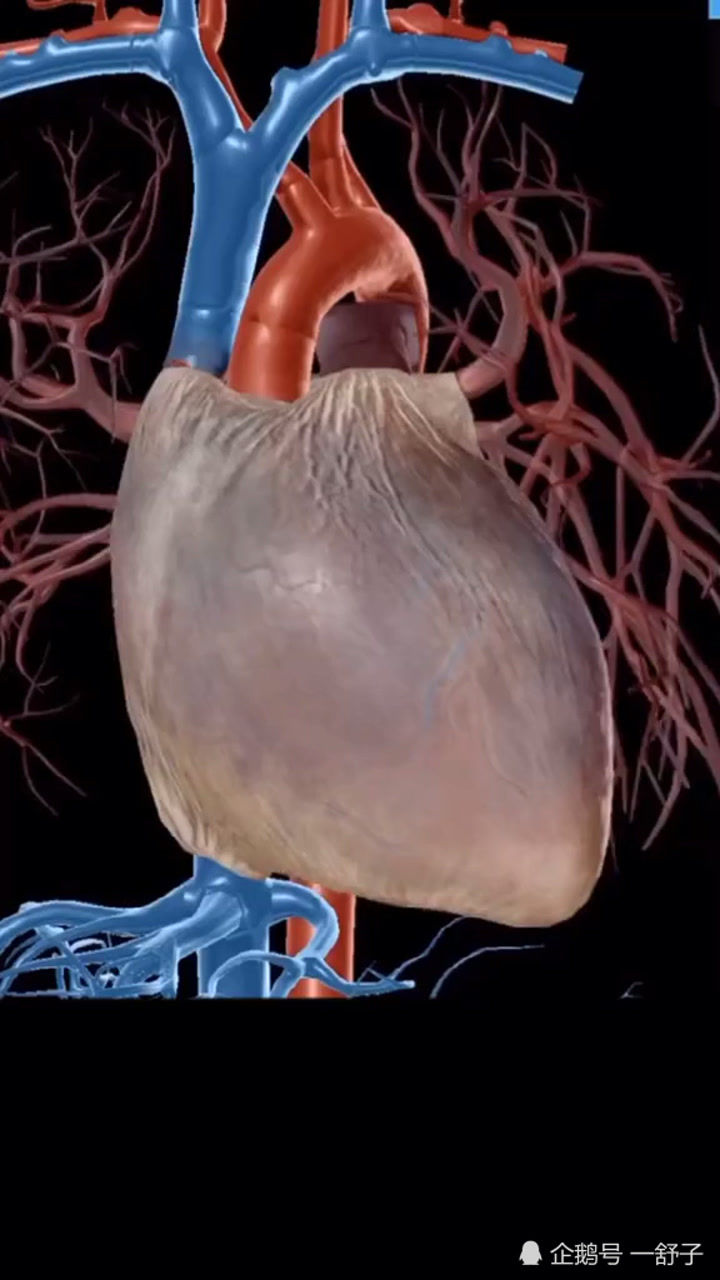 带你观察心脏跳动时心脏内部是怎样工作的