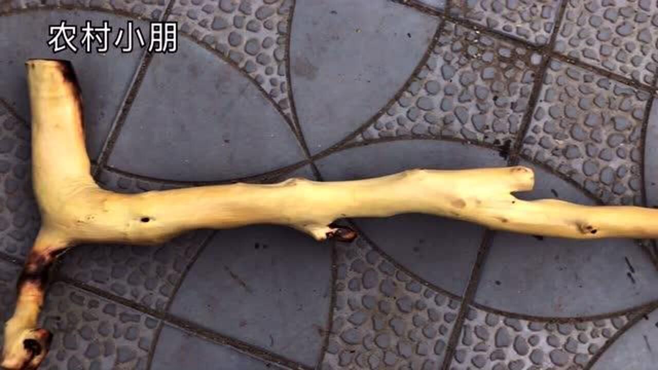 小朋太行山发现的百年酸枣木,做拐杖已经完工,大家看看整体效果