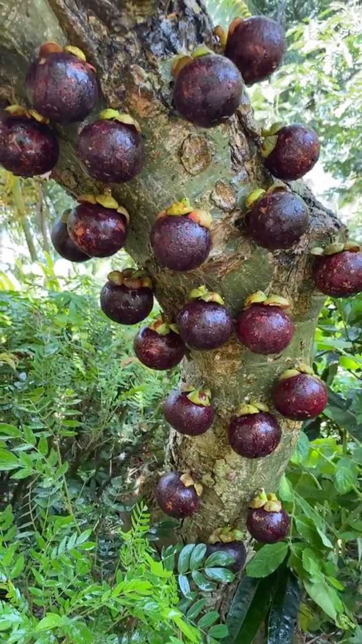 原来山竹是长在树上的,还是第一次见呢