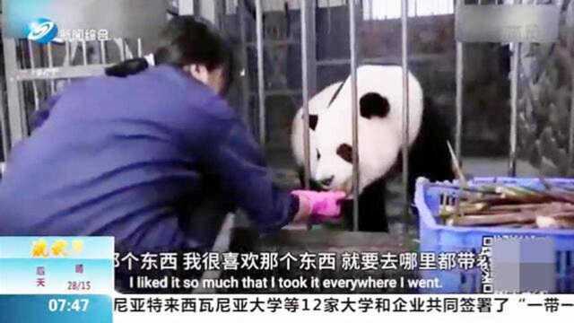 熊猫真爱粉无疑!日本小姐姐苦练中文,只为来中国当熊猫饲养员