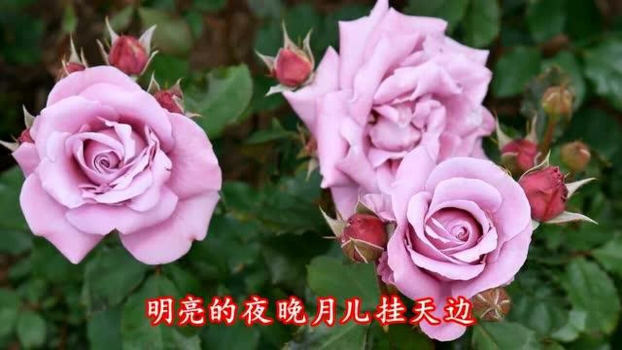 新歌月下思故人红蔷薇一曲问星问月问问你好听醉了