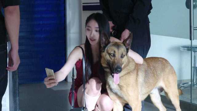 警犬来了:女网红为了炒作,闯进警局报假案,不想警犬有话要说了