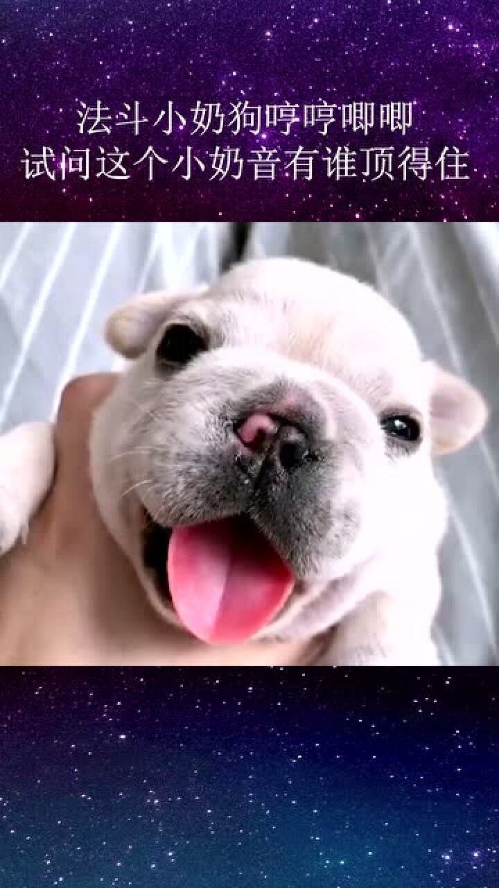 前方高萌法斗小奶狗哼哼唧唧网友试问这个小奶音有谁能顶住